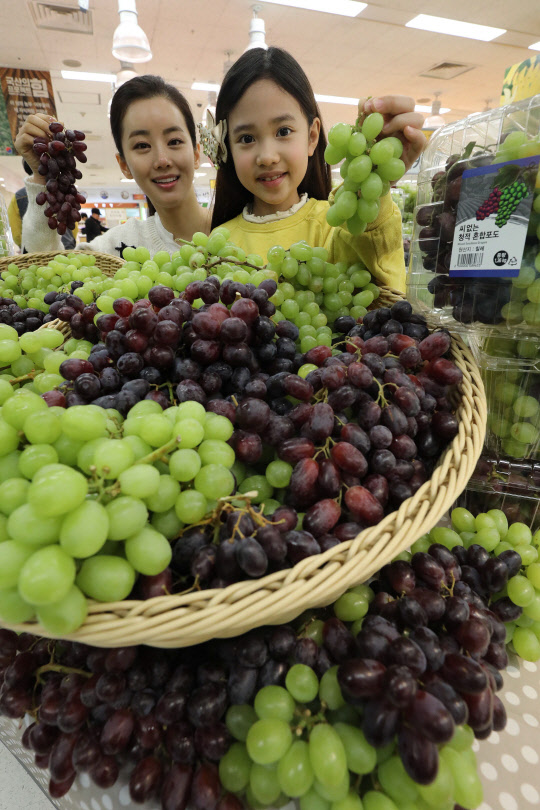 이마트가 오는 8일까지 전국 점포에서 톰슨 씨들리스, 크림슨 등 2종으로 구성된 칠레산 청적혼합포도 1.36㎏(팩)을 정상가보다 20% 이상 할인 판매한다. 2일 서울 이마트 용산점에서 모델들이 칠레산 포도를 선보이고 있다. <이마트 제공>